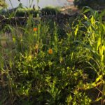 Jardín de plantas tintóreas en Castilla-León